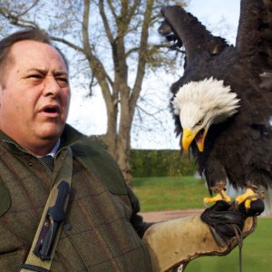 Falconry Display in Scotland with eagle