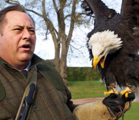 Falconry Display in Scotland with eagle
